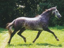 LIOSO III