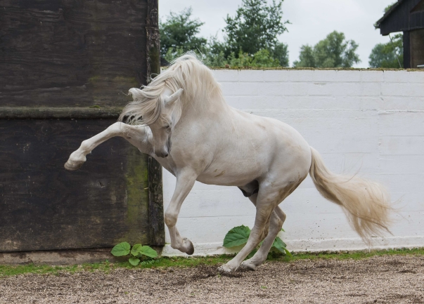 Lioso, Hauptvererber unserer Zucht